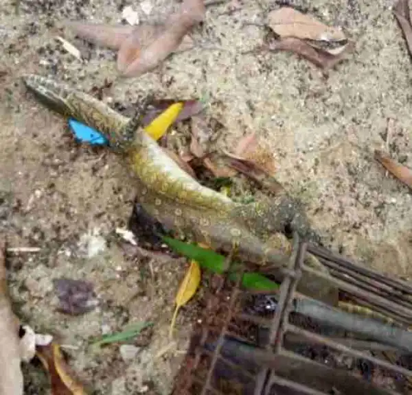 Big Monitor Lizard Trapped after Devouring Eggs (Photos)